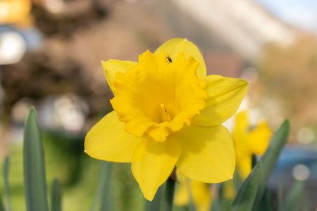 Weesen, Switzerland, March 22, 2024 Lovely daffodil flowers in a little park at the coast of the lake Walensee in spring timeの写真素材