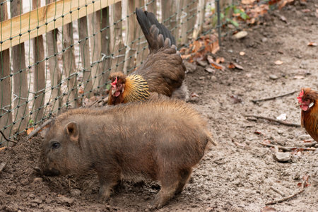Feldkirch, Austria, February 17, 2024 Mini pig in a wild life parkの写真素材