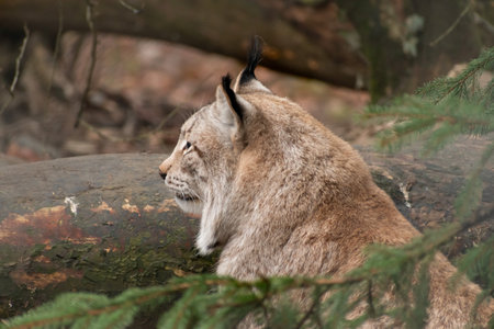 Feldkirch, Austria, February 17, 2024 Lynx in a wild life park shot is taken through a fenceの写真素材