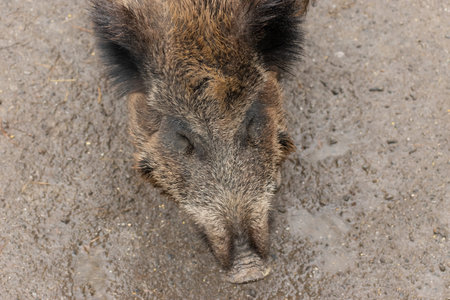 Feldkirch, Austria, February 17, 2024 Wild boar in a wild life parkの写真素材