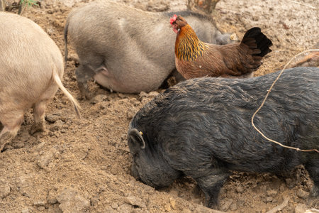Feldkirch, Austria, February 17, 2024 Mini pig in a wild life parkの写真素材