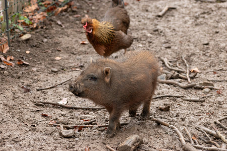 Feldkirch, Austria, February 17, 2024 Mini pig and a rooster in a wild life park