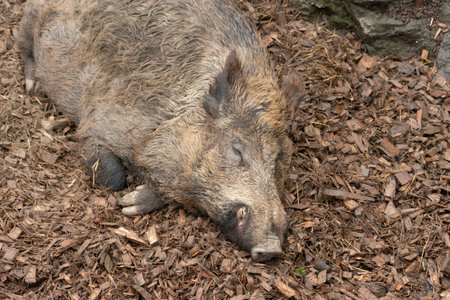 Feldkirch, Austria, February 17, 2024 Sleeping wild boar in a wild life parkの写真素材