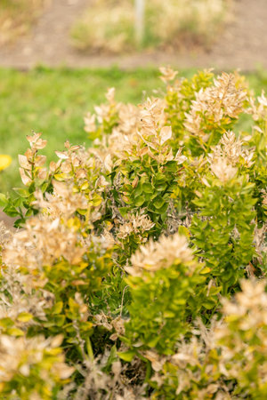 Saint Gallen, Switzerland, April 7, 2024 Ruscus Aculeatus or butchers broom plant at the botanical gardenの写真素材