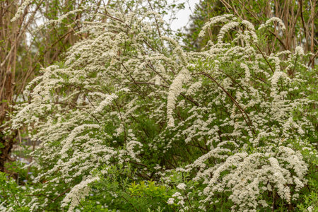 Saint Gallen, Switzerland, April 7, 2024 Spiraea X Cinerea plant at the botanical garden