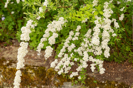 Saint Gallen, Switzerland, April 7, 2024 Spiraea X Cinerea plant at the botanical garden