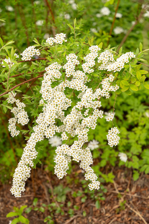 Saint Gallen, Switzerland, April 7, 2024 Spiraea X Cinerea plant at the botanical garden