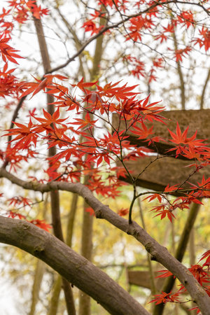 Saint Gallen, Switzerland, April 7, 2024 Acer Palmatum or japanese maple tree at the botanical...