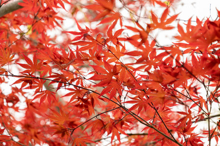 Saint Gallen, Switzerland, April 7, 2024 Acer Palmatum or japanese maple tree at the botanical...