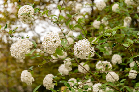 Saint Gallen, Switzerland, April 7, 2024 Viburnum X Burkwoodii or burkwood viburnum plant at the...