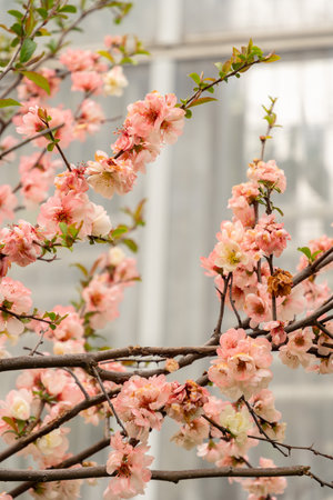 Saint Gallen, Switzerland, April 7, 2024 Chaenomeles Speciosa or chinese quince plant at the botanical gardenの写真素材