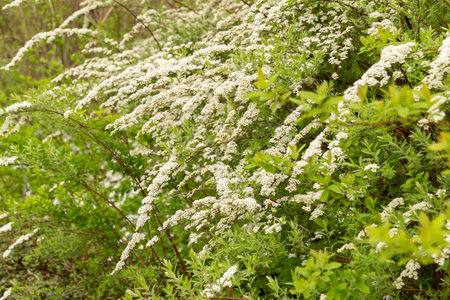Saint Gallen, Switzerland, April 7, 2024 Spiraea X Cinerea plant at the botanical garden