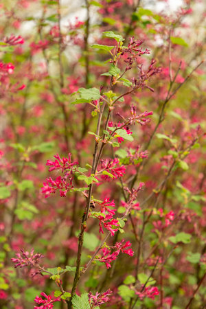 Saint Gallen, Switzerland, April 7, 2024 Ribes Sanguineum or red flower currant,plant at the...