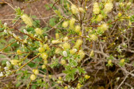 Saint Gallen, Switzerland, April 7, 2024 Salix Hastata or halberd willow plant at the botanical...