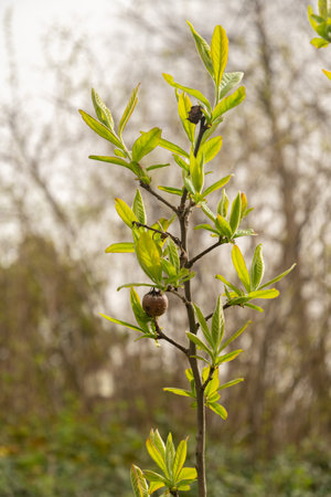 Zurich, Switzerland, March 30, 2024 Mespilus Germanica or common medlar plant at the botanical...