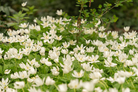 Zurich, Switzerland, March 30, 2024 Anemone Nemorosa or wood anemone plant at the botanical garden