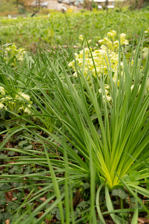 Zurich, Switzerland, March 30, 2024 Asphodelus Albus or white asphodel plant at the botanical gardenの写真素材
