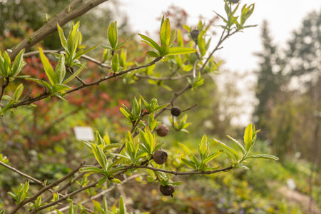 Zurich, Switzerland, March 30, 2024 Mespilus Germanica or common medlar plant at the botanical...
