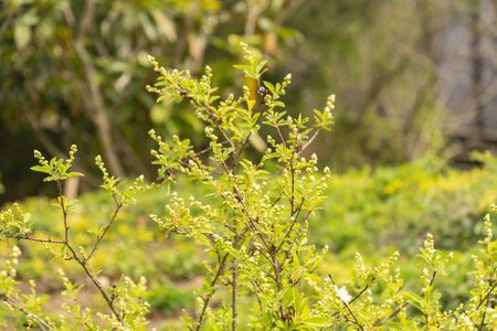 Zurich, Switzerland, March 30, 2024 Exochorda Korolkowii plant at the botanical garden