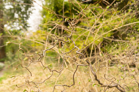 Zurich, Switzerland, March 30, 2024 Corylus Avellana or common hazel tree at the botanical gardenの写真素材