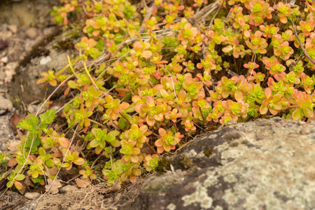 Zurich, Switzerland, March 30, 2024 Sedum Kimnachii plant at the botanical garden