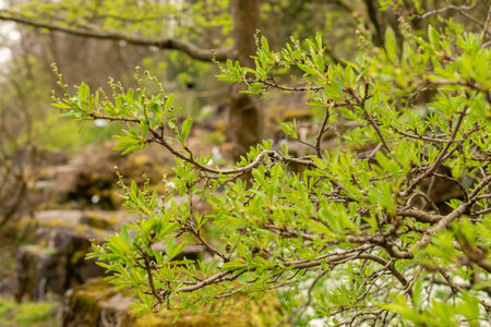 Zurich, Switzerland, March 30, 2024 Exochorda Korolkowii or common pearlbush plant at the botanical...