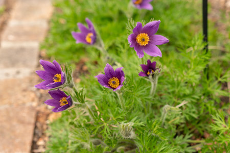 Zurich, Switzerland, March 30, 2024 Anemone Pulsatilla or pasqueflower plant at the botanical garden