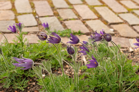 Zurich, Switzerland, March 30, 2024 Anemone Pulsatilla or pasqueflower plant at the botanical garden