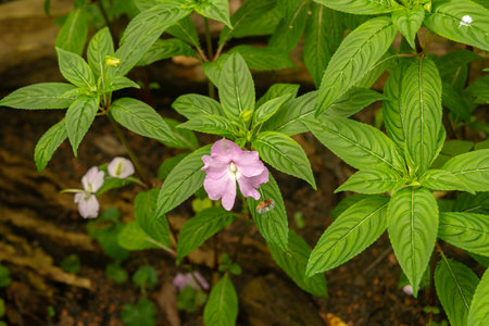 Zurich, Switzerland, March 30, 2024 Impatiens Platypetala plant at the botanical gardenの写真素材