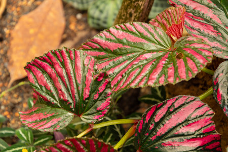 Zurich, Switzerland, March 30, 2024 Begonia Brevirimosa plant at the botanical garden