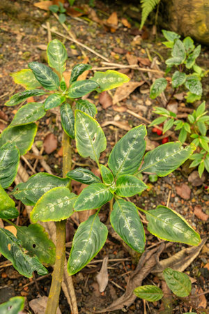 Zurich, Switzerland, March 30, 2024 Impatiens Mackeyana plant at the botanical gardenの写真素材