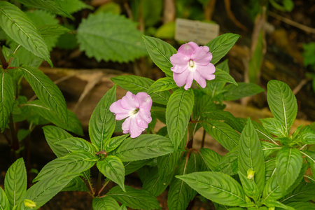 Zurich, Switzerland, March 30, 2024 Impatiens Platypetala plant at the botanical gardenの写真素材