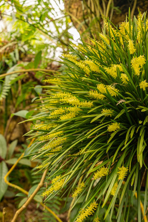 Zurich, Switzerland, March 30, 2024 Dendrochilum Javierianum plant at the botanical gardenの写真素材