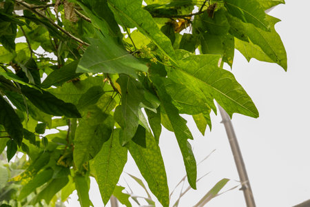 Zurich, Switzerland, March 30, 2024 Carica Quercifolia plant at the botanical garden