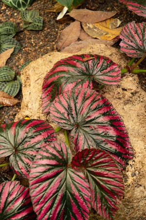 Zurich, Switzerland, March 30, 2024 Begonia Brevirimosa plant at the botanical gardenの写真素材