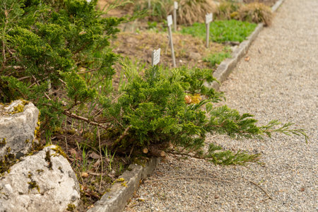 Saint Gallen, Switzerland, April 7, 2024 Juniperus Sabina or savin juniper plant at the botanical...