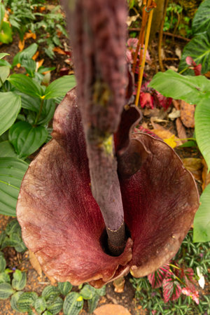 Zurich, Switzerland, March 30, 2024 Amorphophallus Konjac or devils tongue plant at the botanical gardenの写真素材