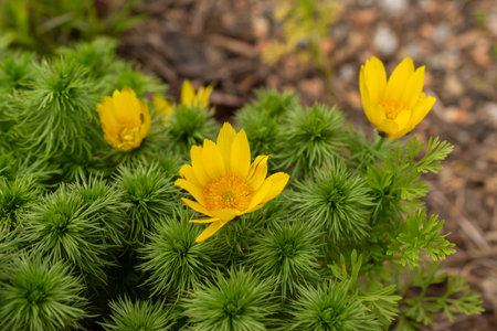 Zurich, Switzerland, March 30, 2024 Adonis Vernalis or pheasants eye plant at the botanical gardenの写真素材