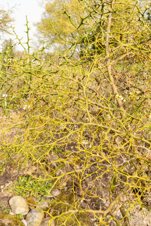 Zurich, Switzerland, March 30, 2024 Citrus Trifoliata or trifoliate orange plant at the botanical gardenの写真素材