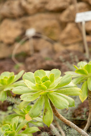 Zurich, Switzerland, March 30, 2024 Aeonium X Praegeri plant at the botanical gardenの写真素材