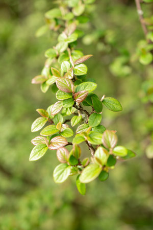 Zurich, Switzerland, March 30, 2024 Cotoneaster Froebelii plant at the botanical gardenの写真素材