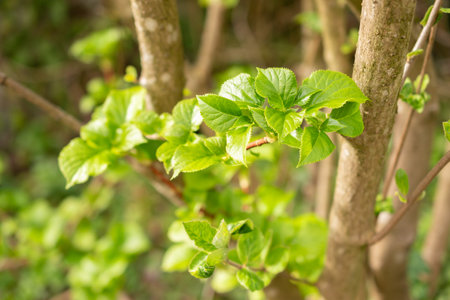 Zurich, Switzerland, March 30, 2024 Viburnum Carlesii or korean spice viburnum plant at the botanical gardenの写真素材