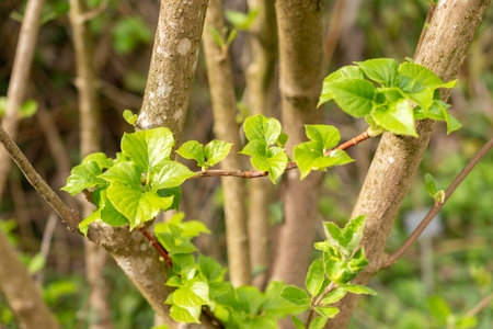 Zurich, Switzerland, March 30, 2024 Viburnum Carlesii or korean spice viburnum plant at the...