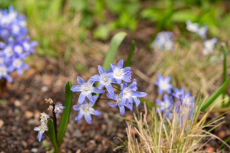 Zurich, Switzerland, March 30, 2024 Scilla Luciliae or bossiers glory of the snow flowers at the...