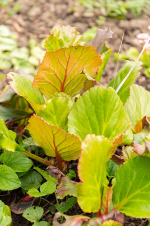 Zurich, Switzerland, March 30, 2024 Bergenia or elephants ears plant at the botanical garden