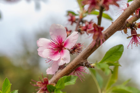 Zurich, Switzerland, March 30, 2024 Prunus Dulcis or almond plant at the botanical gardenの写真素材