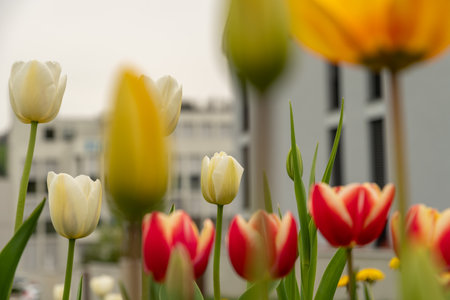 Saint Gallen, Switzerland, April 7, 2024 Beautiful tulip flowers are growing on a green meadow in spring timeの写真素材