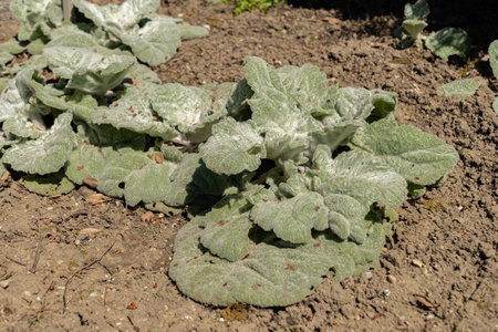 Saint Gallen, Switzerland, April 27, 2024 Salvia Argentea or silver sage plant at the botanical...