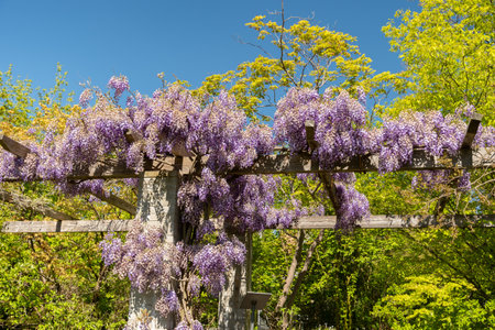 Saint Gallen, Switzerland, April 27, 2024 Wisteria Sinensis or chinese wisteria plant at the botanical gardenの写真素材