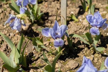 Saint Gallen, Switzerland, April 27, 2024 Iris Barbata or austrian sky plant at the botanical gardenの写真素材
